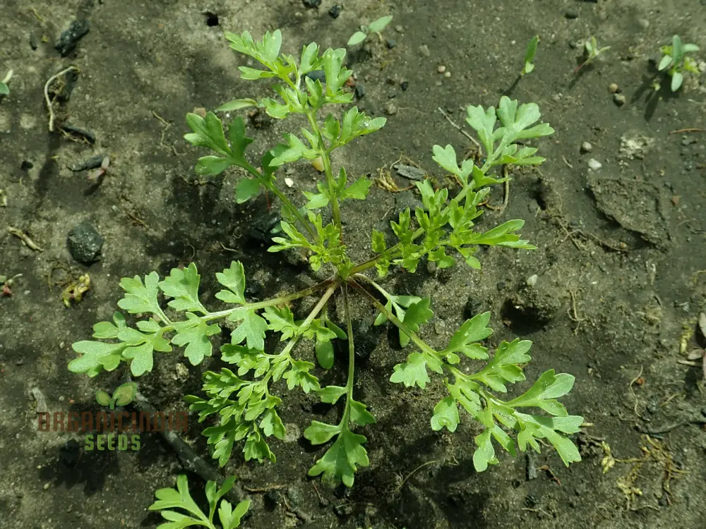Garden Cress Seeds – Fresh, Fast-Growing Nutritious Greens for Home Gardening - Image 4