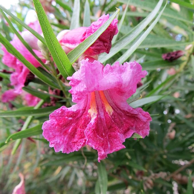 Desert Willow Shrub Seeds – Chilopsis linearis Non-GMO, Drought-Tolerant, Fast-Growing - Image 3