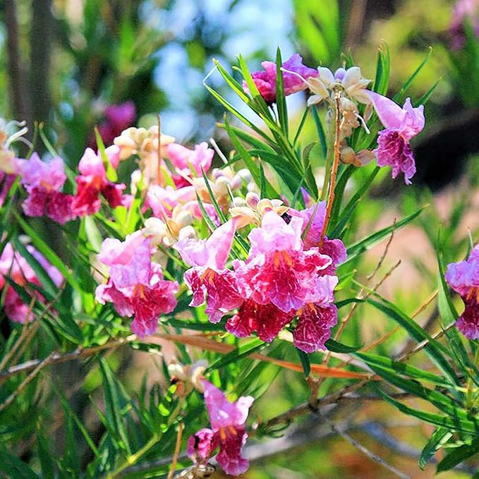 Desert Willow Shrub Seeds – Chilopsis linearis Non-GMO, Drought-Tolerant, Fast-Growing - Image 4