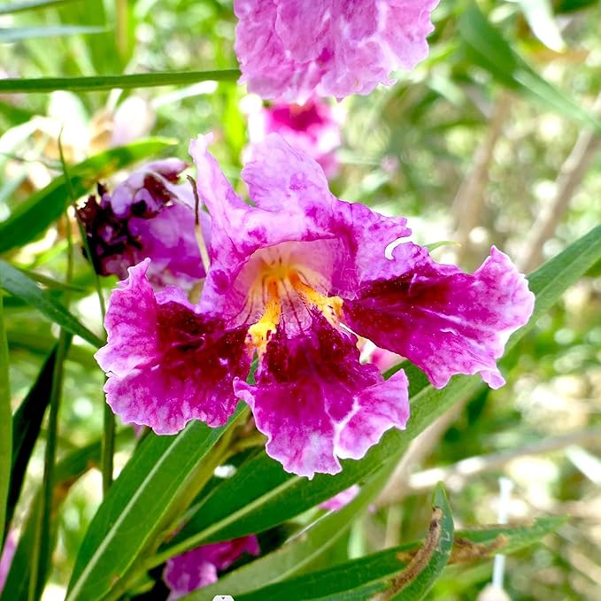 Desert Willow Shrub Seeds – Chilopsis linearis Non-GMO, Drought-Tolerant, Fast-Growing - Image 5