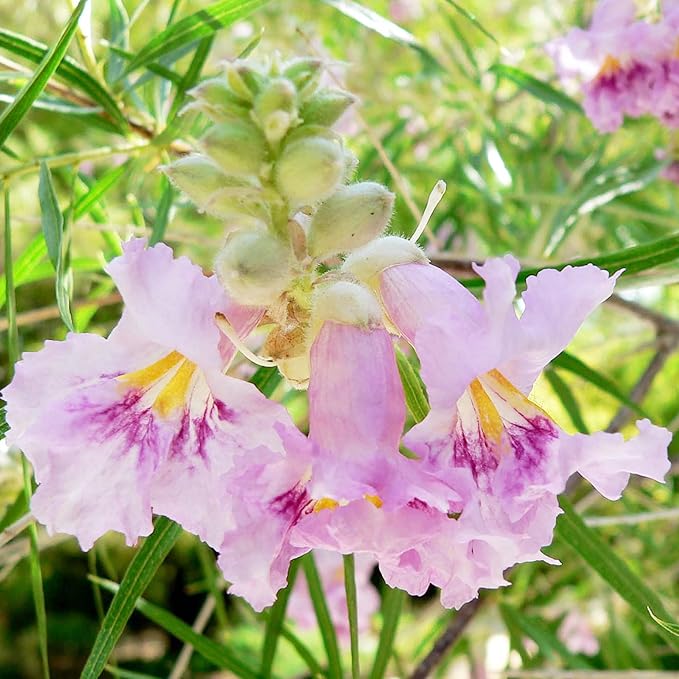 Desert Willow Shrub Seeds – Chilopsis linearis Non-GMO, Drought-Tolerant, Fast-Growing - Image 6