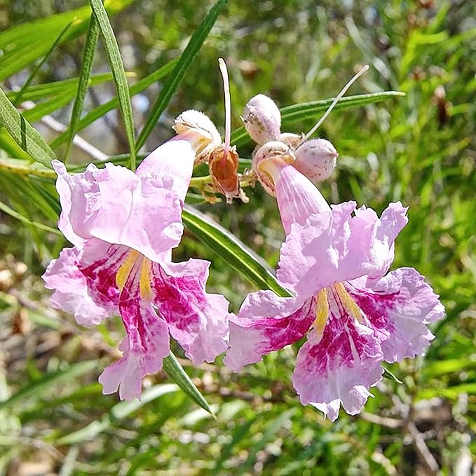 Desert Willow Shrub Seeds – Chilopsis linearis Non-GMO, Drought-Tolerant, Fast-Growing - Image 7