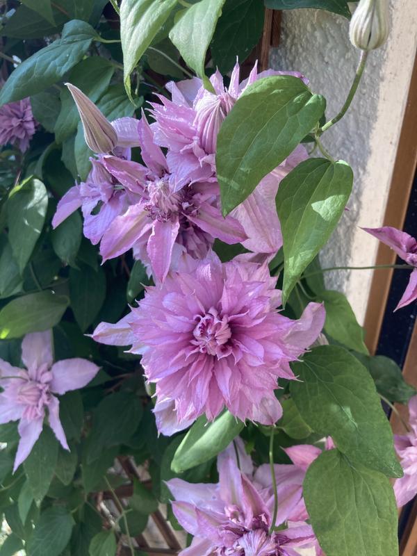 Double White Pink Clematis Seeds – Beautiful Climbing Blooms for Arbors & Garden Decor