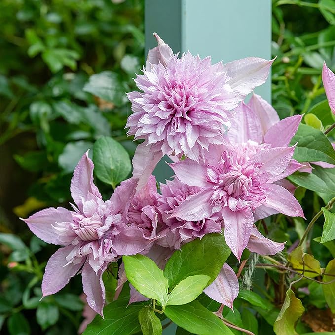 Double White Pink Clematis Seeds – Beautiful Climbing Blooms for Arbors & Garden Decor - Image 4