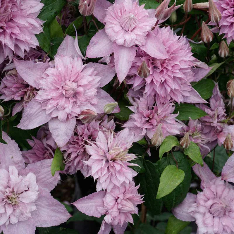 Double White Pink Clematis Seeds – Beautiful Climbing Blooms for Arbors & Garden Decor - Image 5