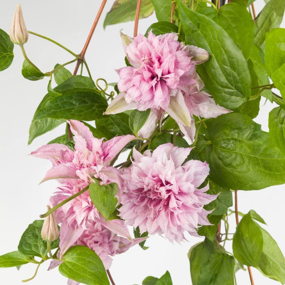 Double White Pink Clematis Seeds – Beautiful Climbing Blooms for Arbors & Garden Decor - Image 6