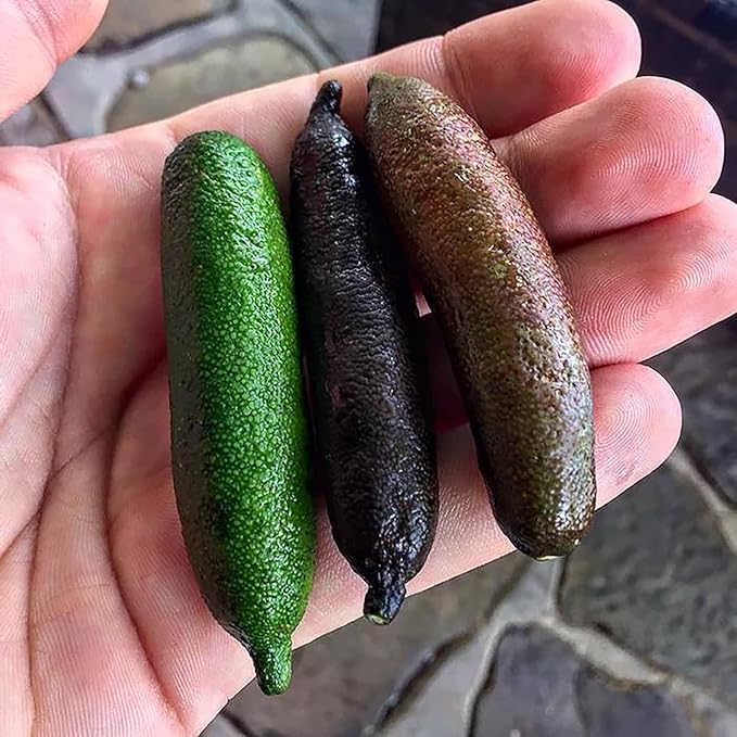 Garden Finger Lime Seeds, Non-GMO Evergreen Perennial, Low Maintenance Cooking Plant - Image 6