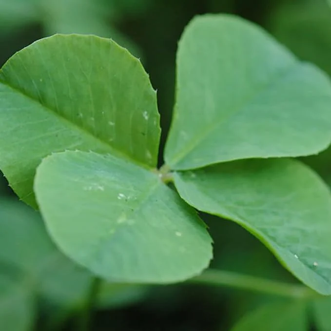 Garden Four Leaf Clover Seeds Ornamental Ground Cover for Indoor And Outdoor, Potted Garden Grass