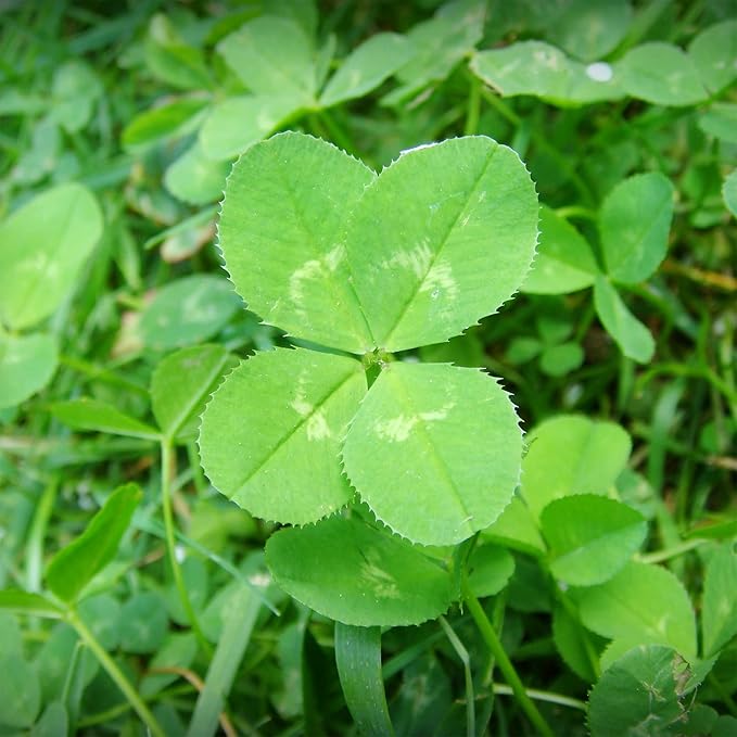 Garden Four Leaf Clover Seeds Ornamental Ground Cover for Indoor And Outdoor, Potted Garden Grass - Image 2