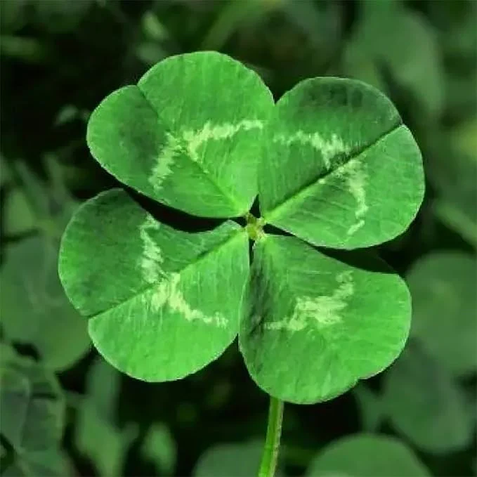 Garden Four Leaf Clover Seeds Ornamental Ground Cover for Indoor And Outdoor, Potted Garden Grass - Image 3