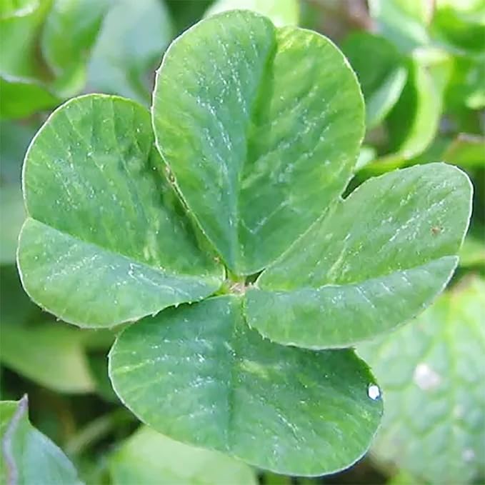 Garden Four Leaf Clover Seeds Ornamental Ground Cover for Indoor And Outdoor, Potted Garden Grass - Image 4