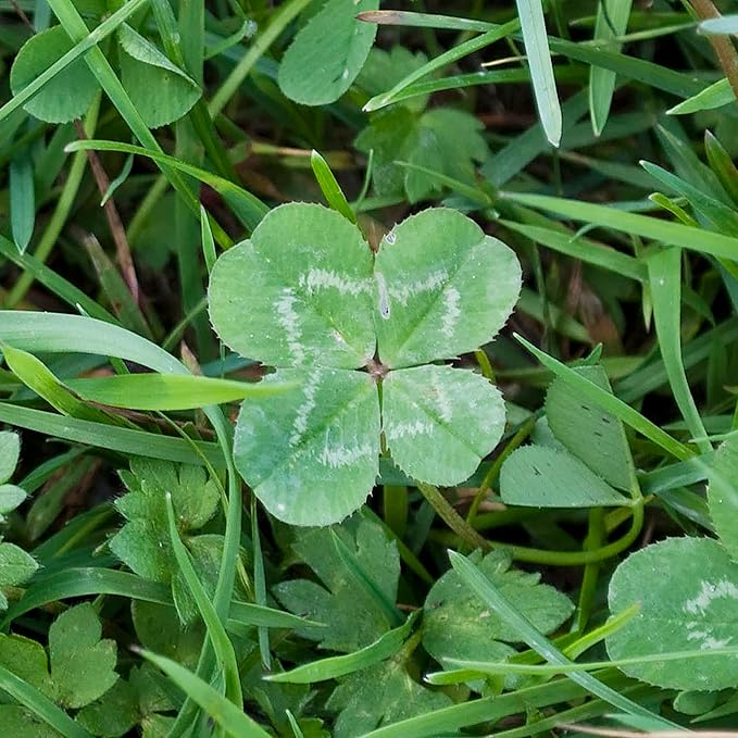 Garden Four Leaf Clover Seeds Ornamental Ground Cover for Indoor And Outdoor, Potted Garden Grass - Image 5