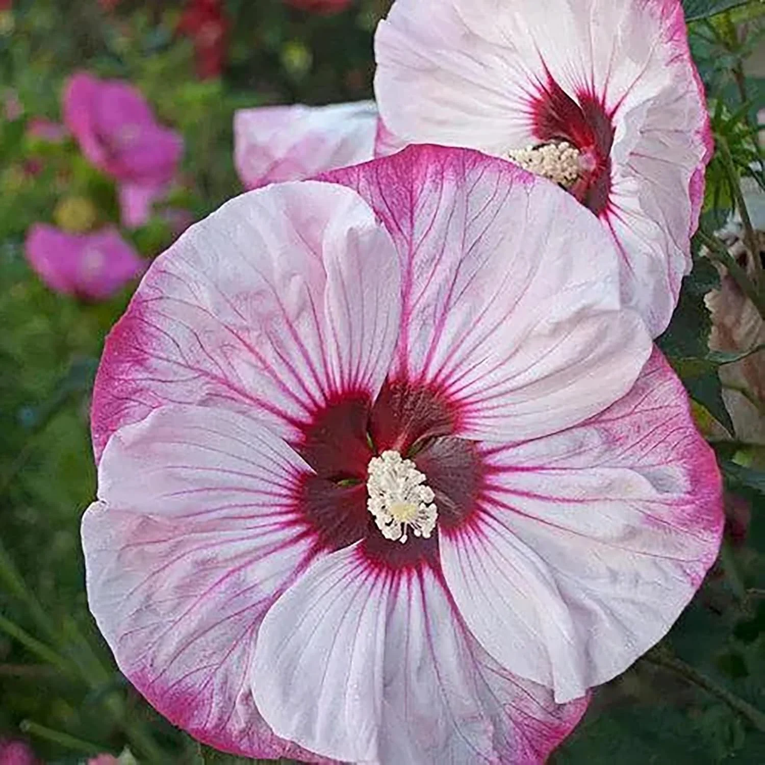 Garden  Giant Hibiscus Seeds  Dinnerplate Hibiscus  Moscheutos Swamp Mallow  Perennial Hardy Ornamental Plant  Outdoor Flower Seeds - Image 3