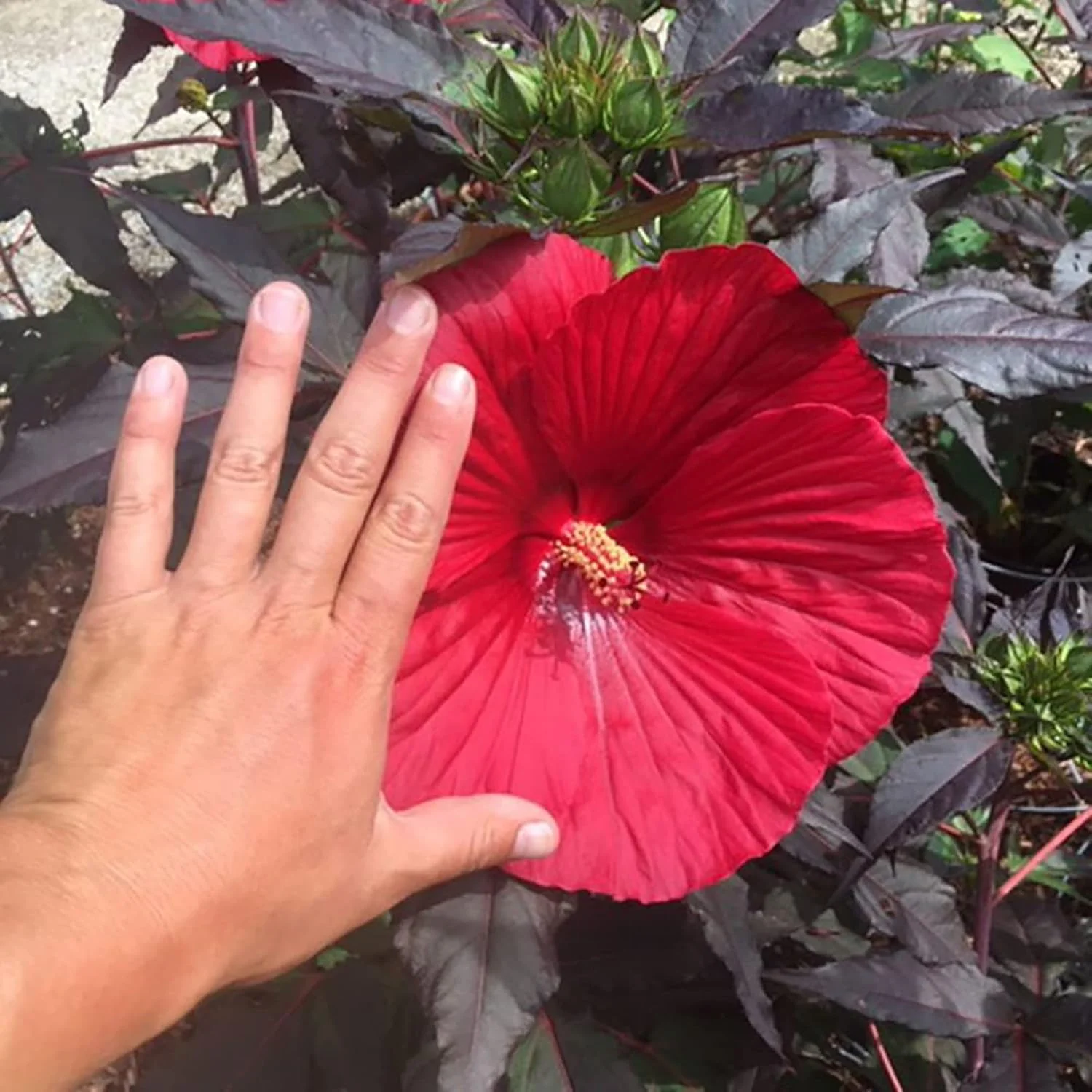 Garden  Giant Hibiscus Seeds  Dinnerplate Hibiscus  Moscheutos Swamp Mallow  Perennial Hardy Ornamental Plant  Outdoor Flower Seeds - Image 4