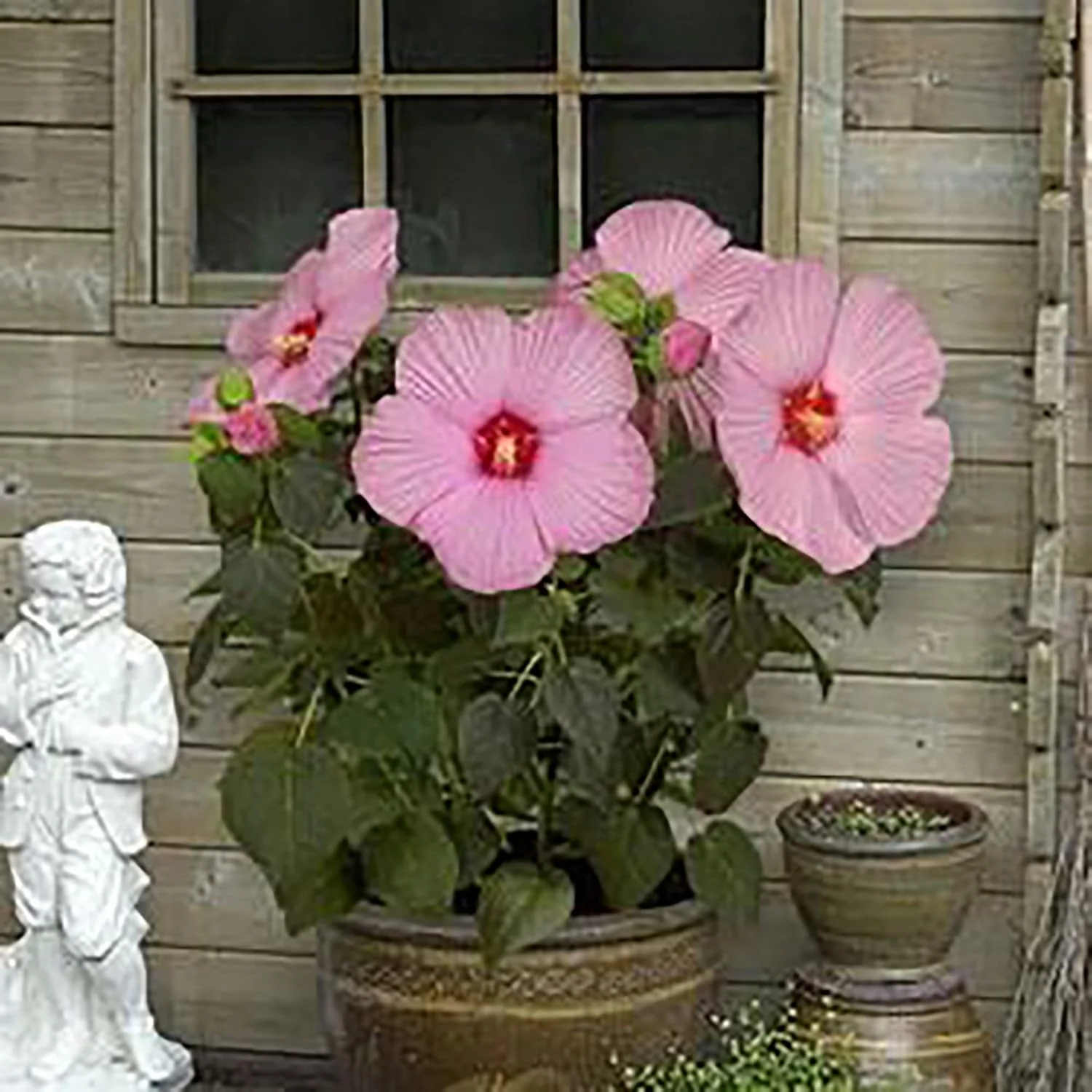 Garden  Giant Hibiscus Seeds  Dinnerplate Hibiscus  Moscheutos Swamp Mallow  Perennial Hardy Ornamental Plant  Outdoor Flower Seeds - Image 5