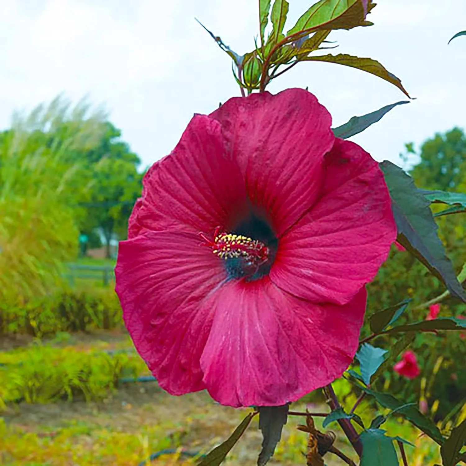 Garden  Giant Hibiscus Seeds  Dinnerplate Hibiscus  Moscheutos Swamp Mallow  Perennial Hardy Ornamental Plant  Outdoor Flower Seeds - Image 6