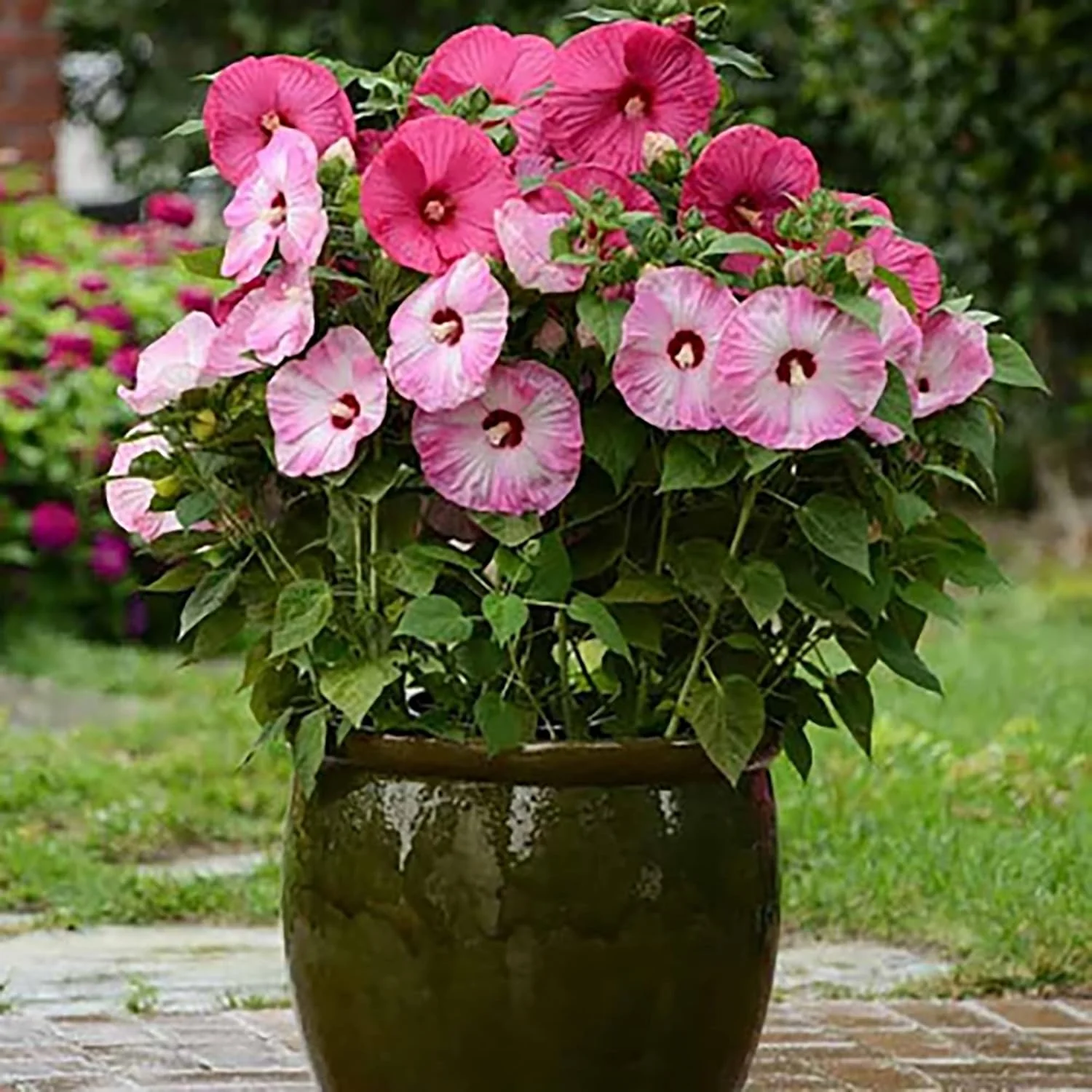 Garden  Giant Hibiscus Seeds  Dinnerplate Hibiscus  Moscheutos Swamp Mallow  Perennial Hardy Ornamental Plant  Outdoor Flower Seeds - Image 7