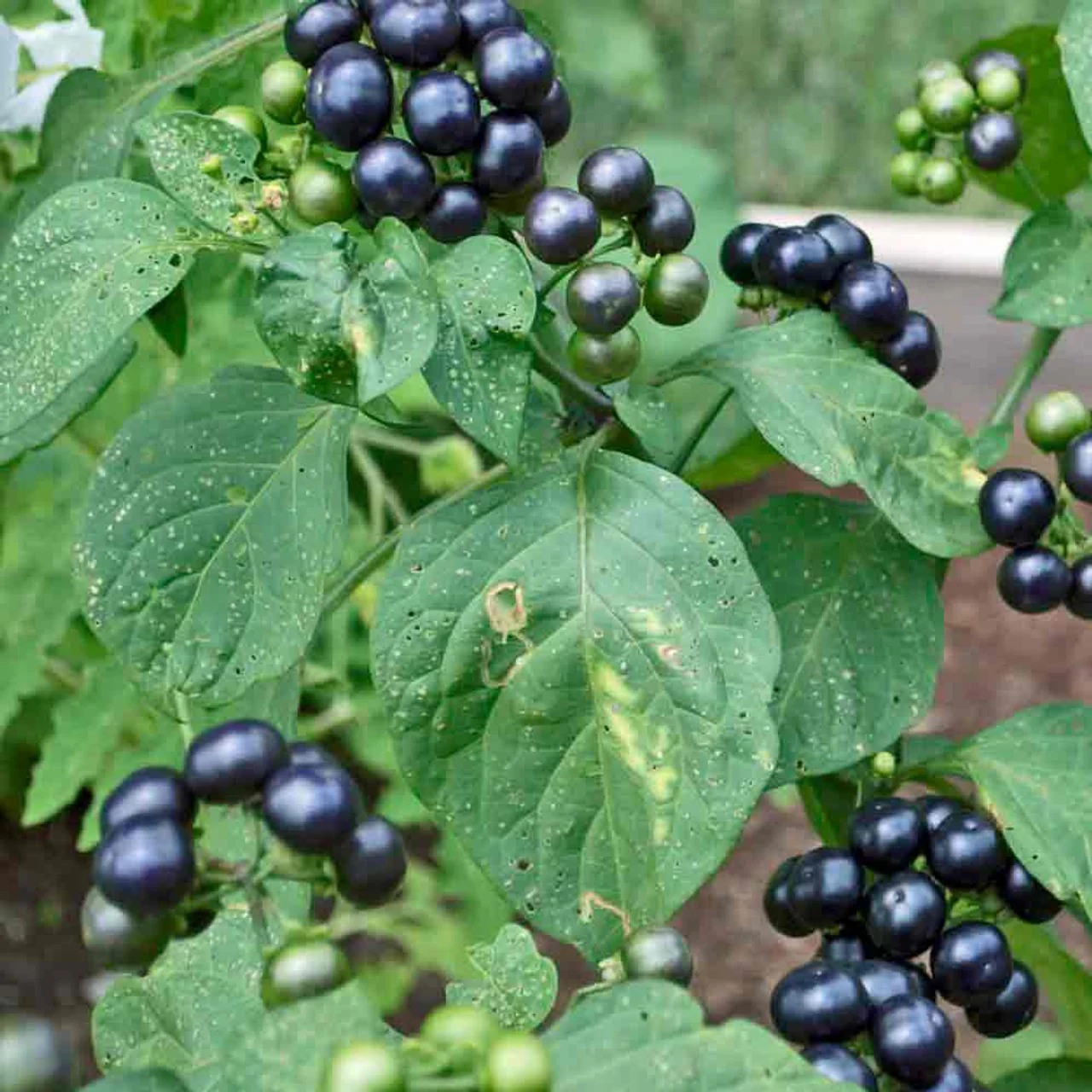 Garden Huckleberry Fruit Seeds