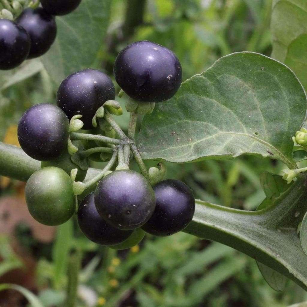 Garden Huckleberry Fruit Seeds - Image 3