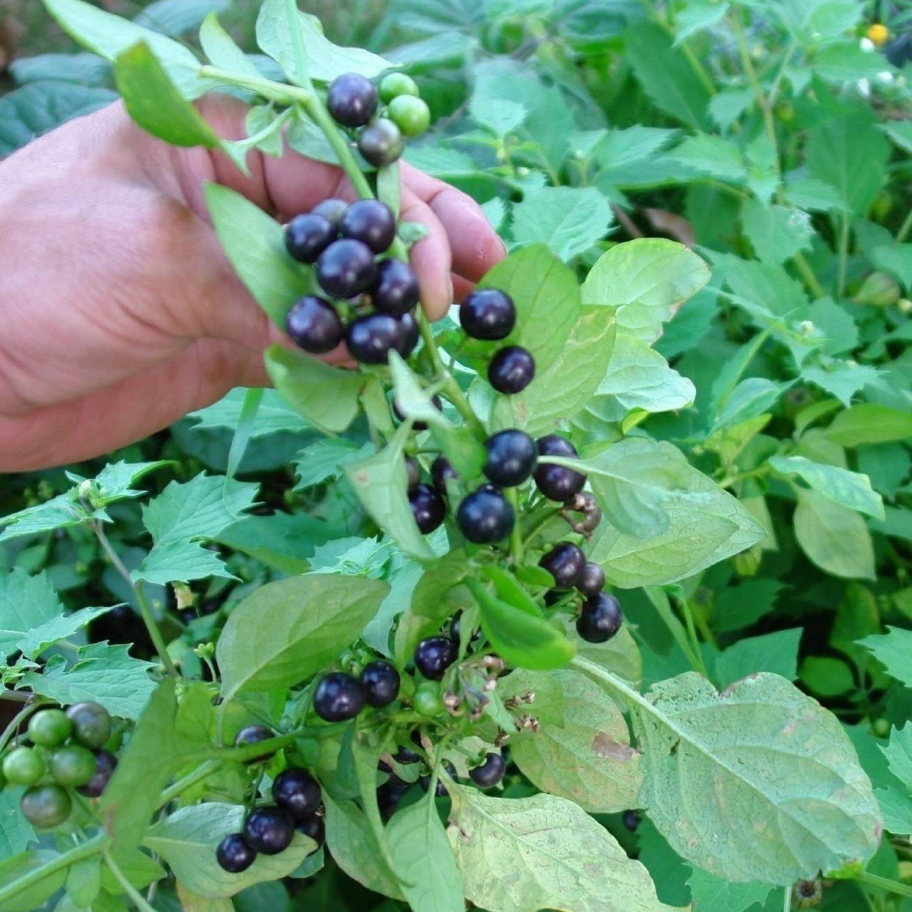 Garden Huckleberry Fruit Seeds - Image 4