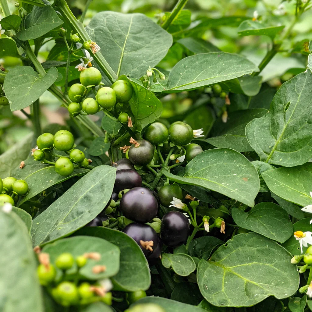 Garden Huckleberry Fruit Seeds - Image 5