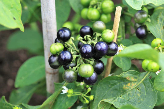 Garden Huckleberry Fruit Seeds - Image 6