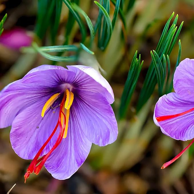 Garden Saffron Bulbs, Perennial, Non GMO, Drought Tolerant, Ideal for Container Gardens