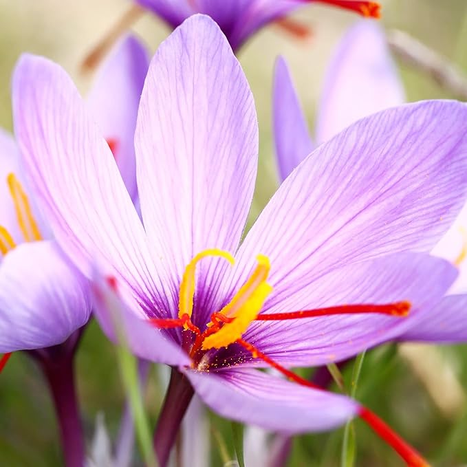 Garden Saffron Bulbs, Perennial, Non GMO, Drought Tolerant, Ideal for Container Gardens - Image 3
