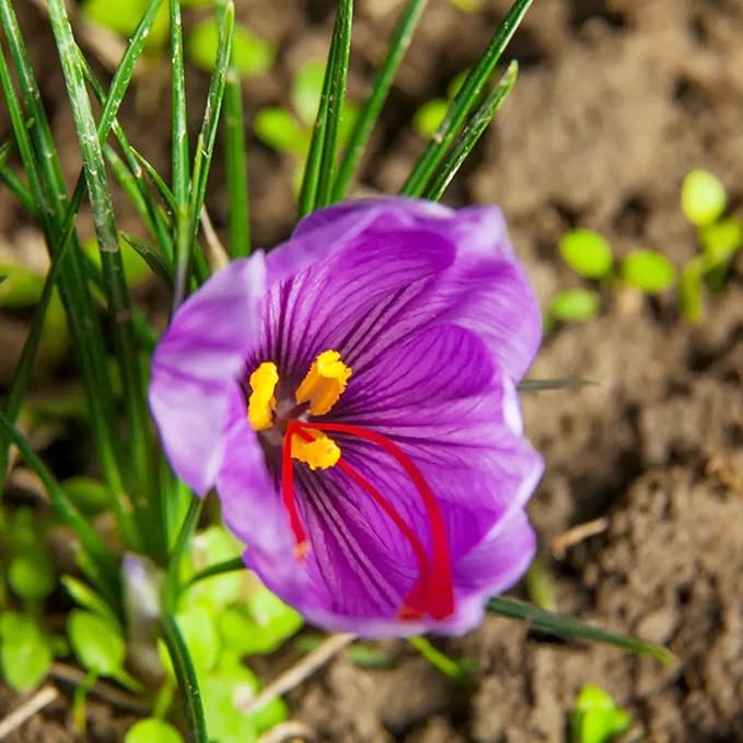 Garden Saffron Bulbs, Perennial, Non GMO, Drought Tolerant, Ideal for Container Gardens - Image 4