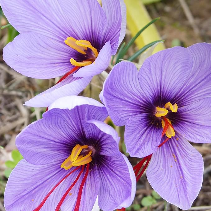 Garden Saffron Bulbs, Perennial, Non GMO, Drought Tolerant, Ideal for Container Gardens - Image 5