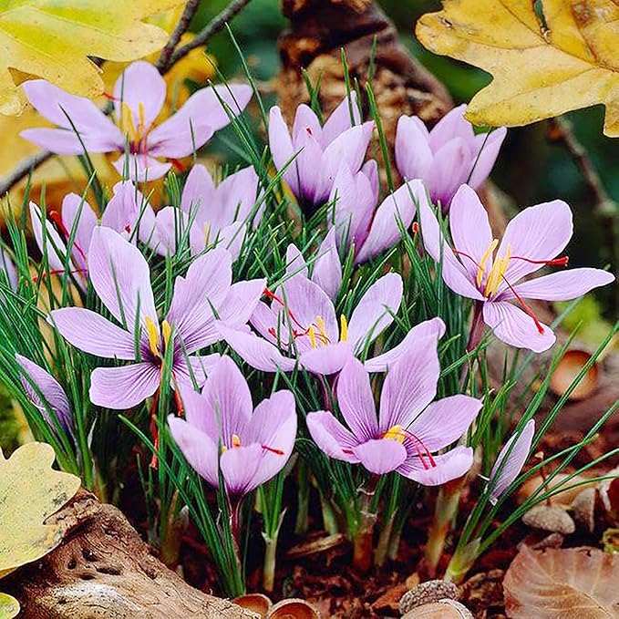Garden Saffron Bulbs, Perennial, Non GMO, Drought Tolerant, Ideal for Container Gardens - Image 6