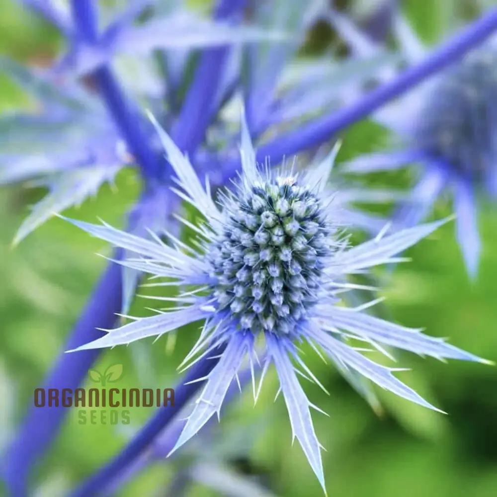 Sea Blue Holly Flower Seeds, Fresh Sea Blue Holly Seeds for Planting
