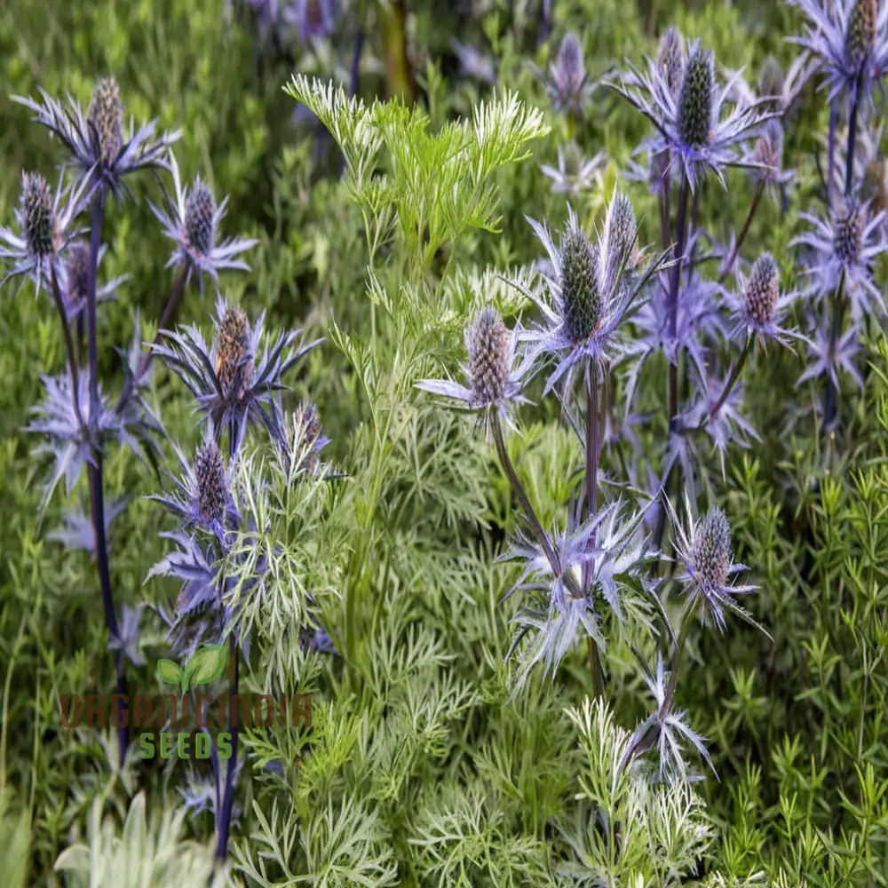 Sea Blue Holly Flower Seeds, Fresh Sea Blue Holly Seeds for Planting - Image 3