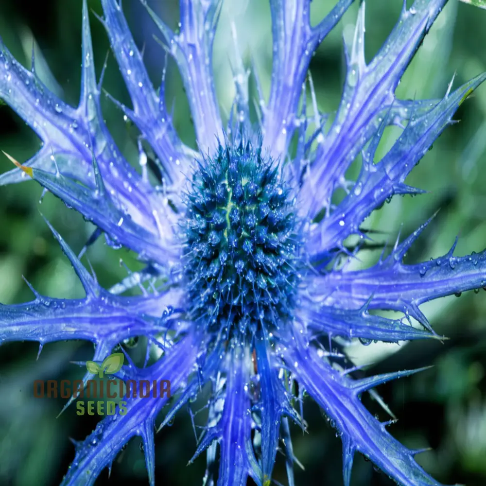 Sea Blue Holly Flower Seeds, Fresh Sea Blue Holly Seeds for Planting - Image 4