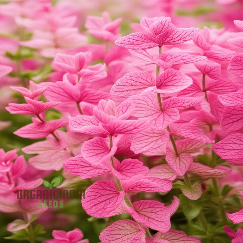 Salvia Say So Rose Seeds – Long-Blooming, Vibrant Garden Variety