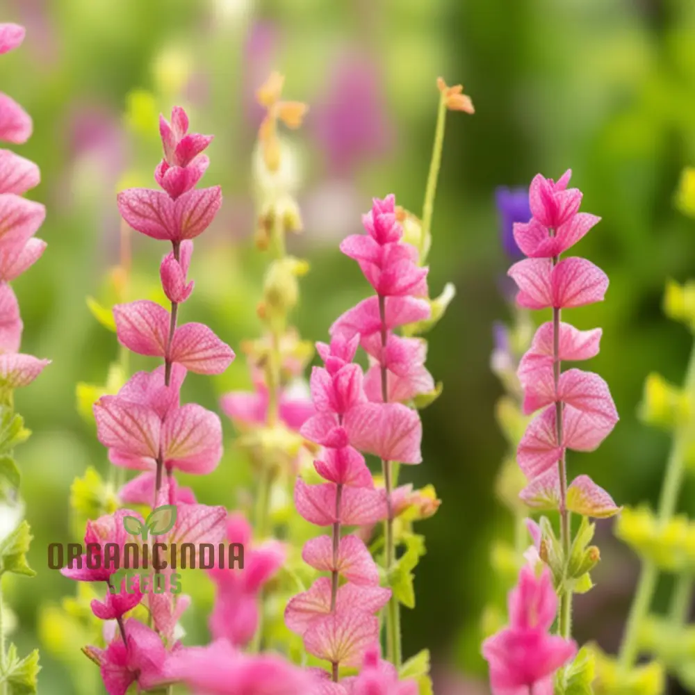 Salvia Say So Rose Seeds – Long-Blooming, Vibrant Garden Variety - Image 3