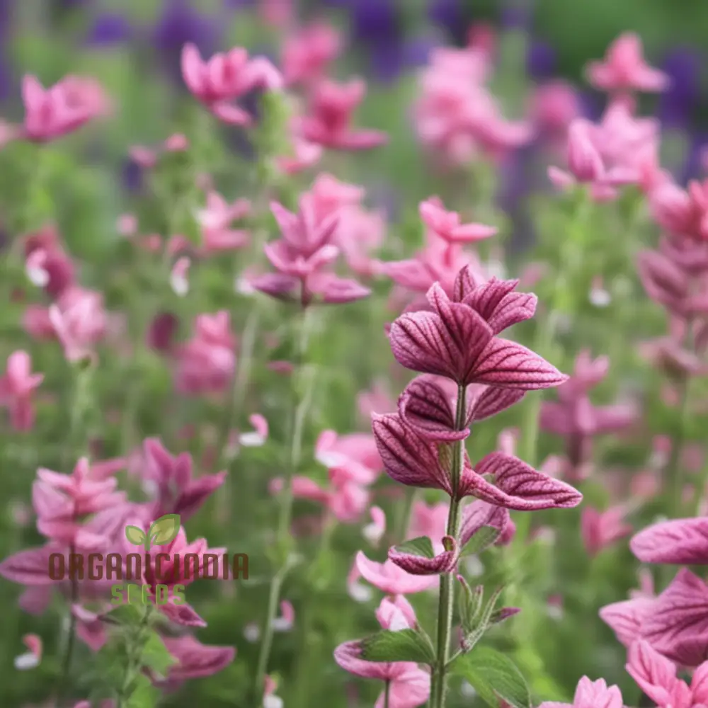 Salvia Say So Rose Seeds – Long-Blooming, Vibrant Garden Variety - Image 4