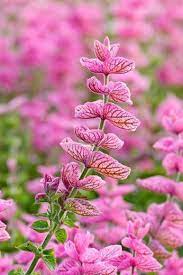 Salvia Say So Rose Seeds – Long-Blooming, Vibrant Garden Variety - Image 5