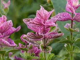 Salvia Say So Rose Seeds – Long-Blooming, Vibrant Garden Variety - Image 6
