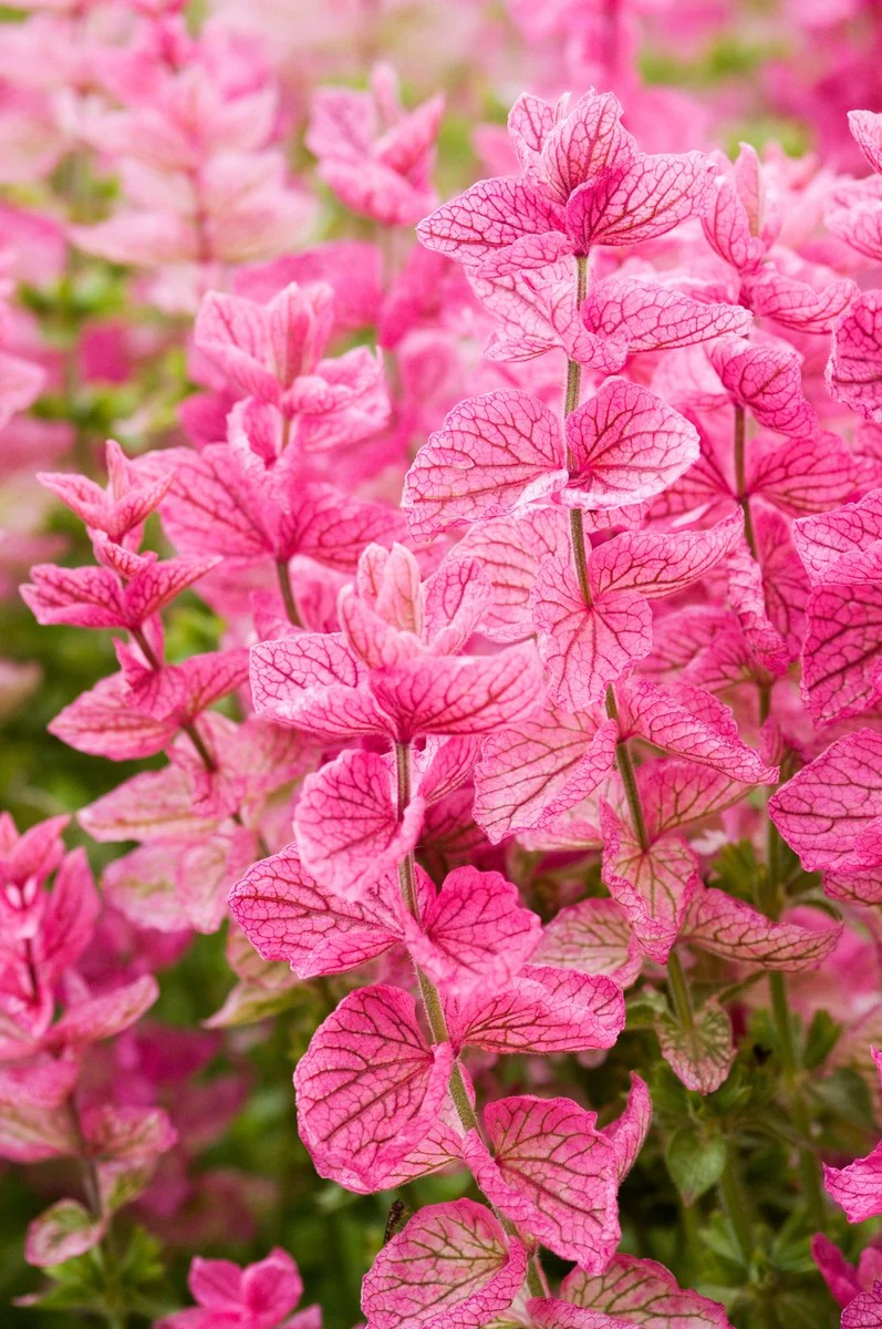 Salvia Say So Rose Seeds – Long-Blooming, Vibrant Garden Variety - Image 7