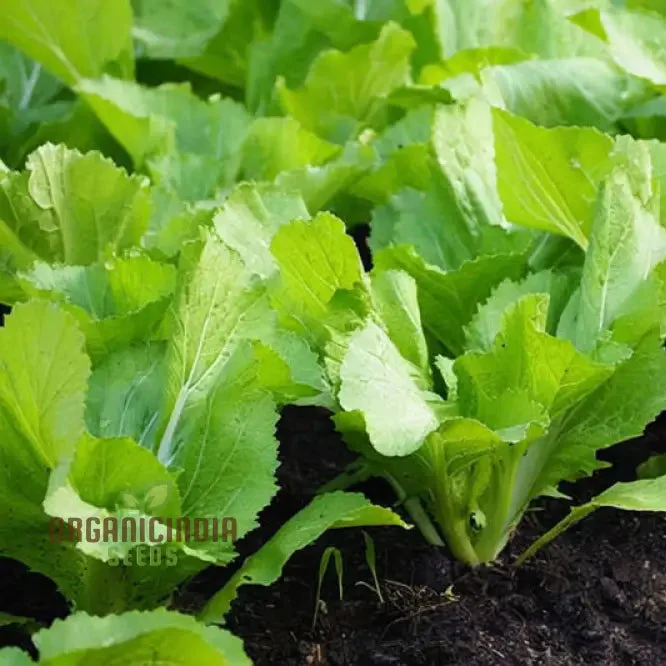 Delight Mustard Leaf seeds, Garden into a Culinary Haven - Sow the Seeds of Garden's Delight Mustard Leaf for a Bounty of Flavorful