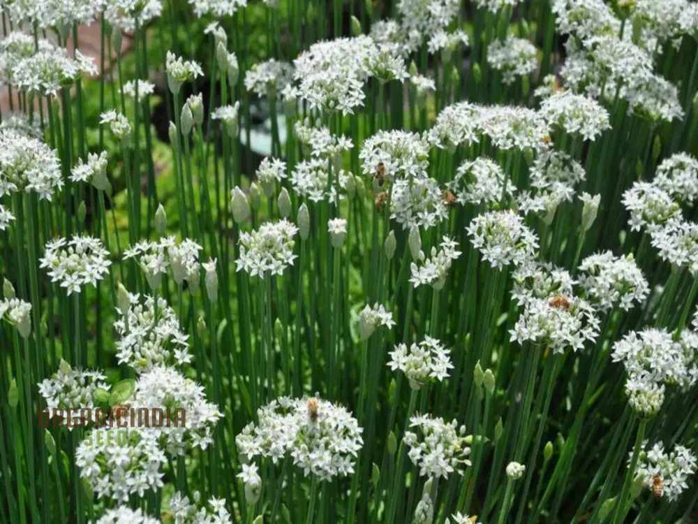 Garlic Chive Seeds for Planting – Premium Quality, Flavorful & Easy-Grow Herb