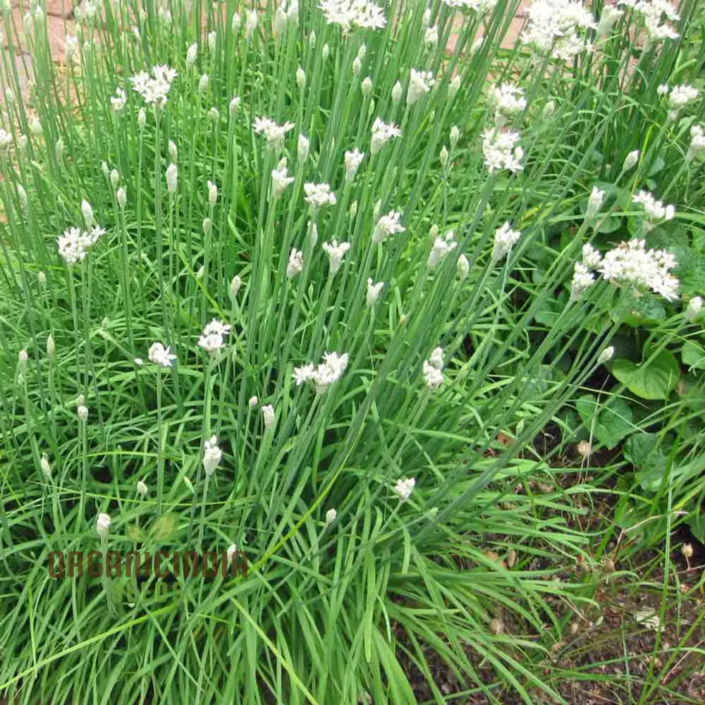 Garlic Chive Seeds for Planting – Premium Quality, Flavorful & Easy-Grow Herb - Image 3