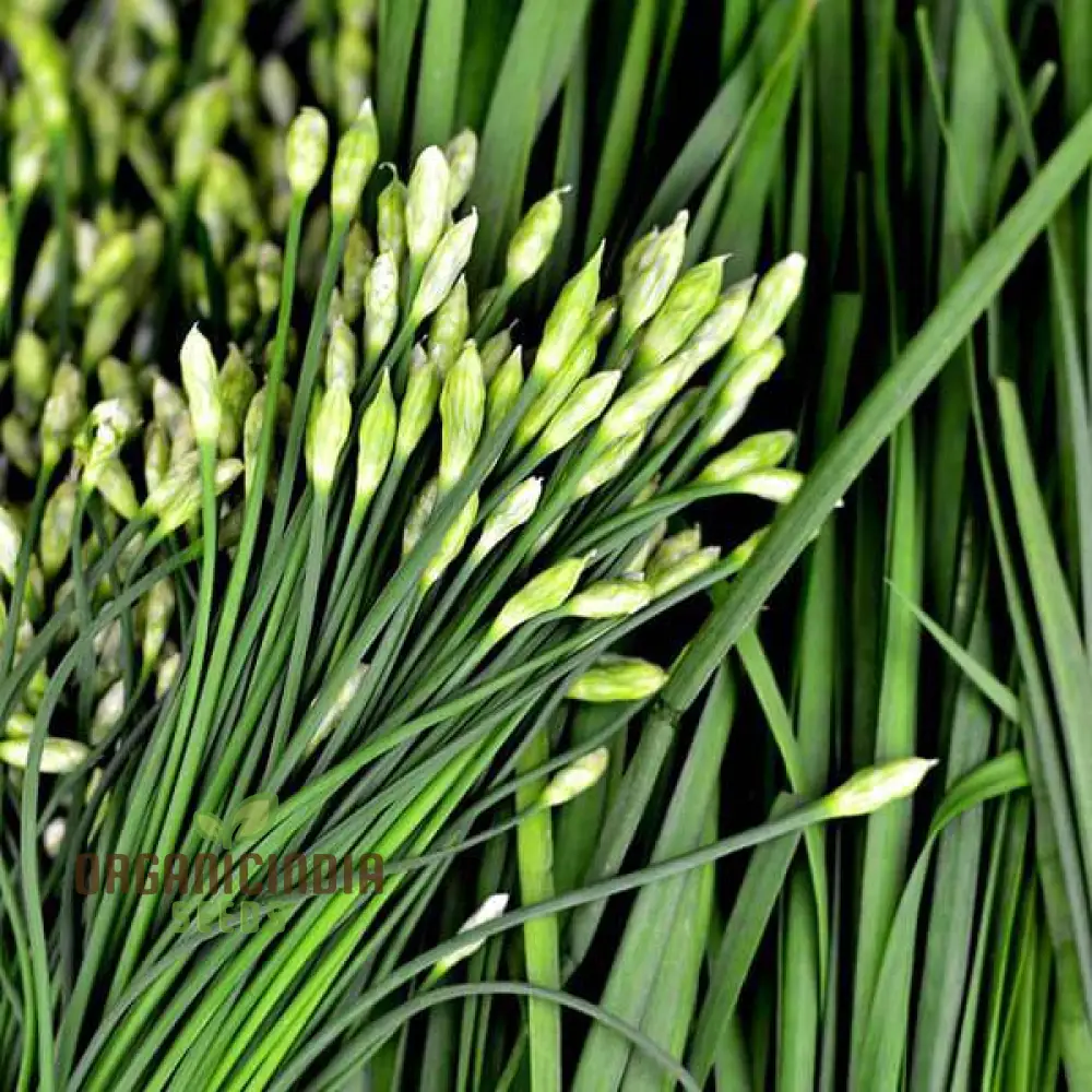 Garlic Chive Seeds for Planting – Premium Quality, Flavorful & Easy-Grow Herb - Image 4