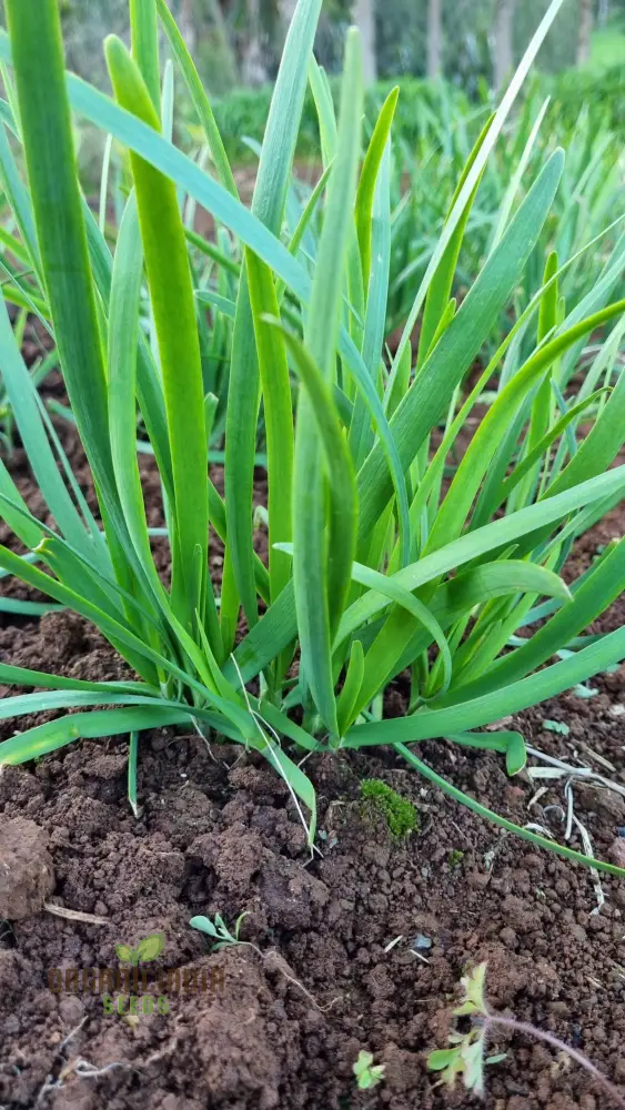 Garlic Chives Seeds – High Yield Open-Pollinated Heirloom Chinese Leek