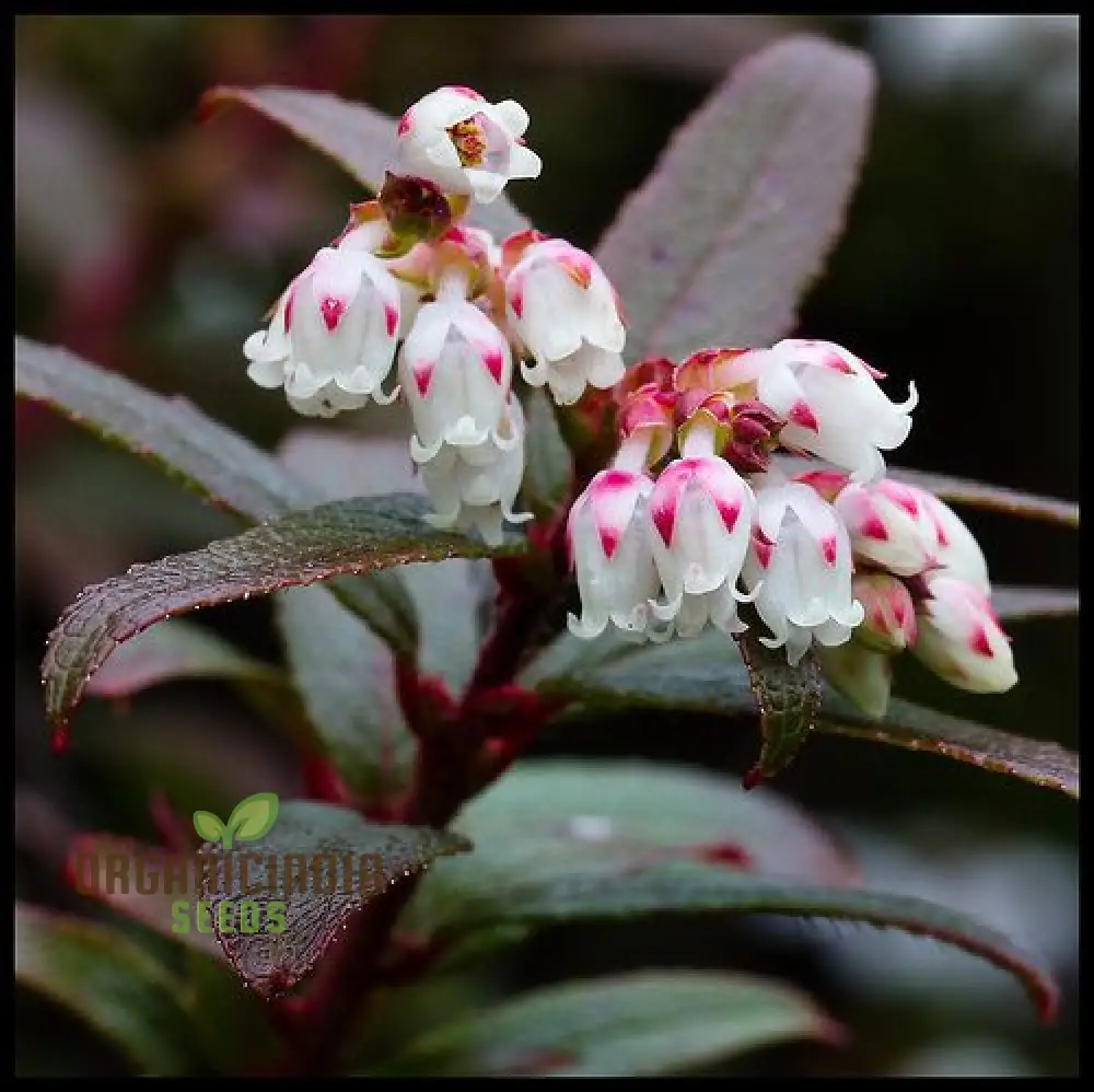 Gaultheria Hispida Seeds For Planting- Snowberry Wintergreen Seeds