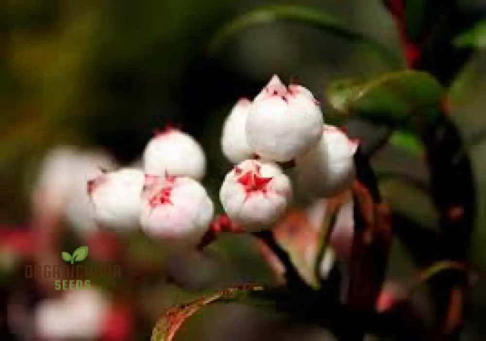 Gaultheria Hispida Seeds For Planting- Snowberry Wintergreen Seeds - Image 4