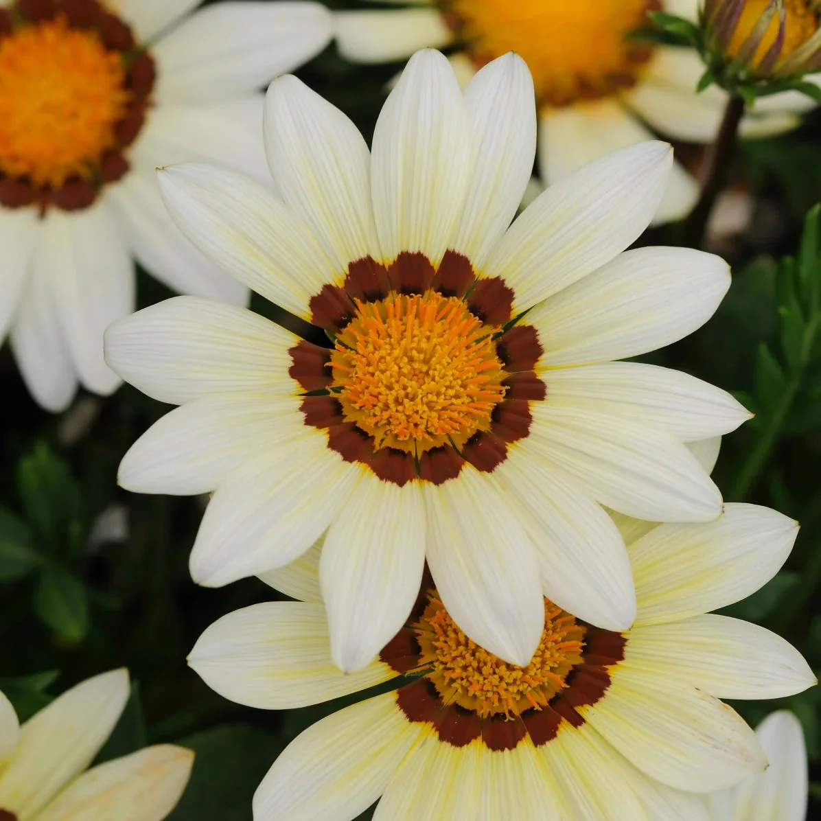 Gazania Daybreak Series White Flower Seeds, Planting