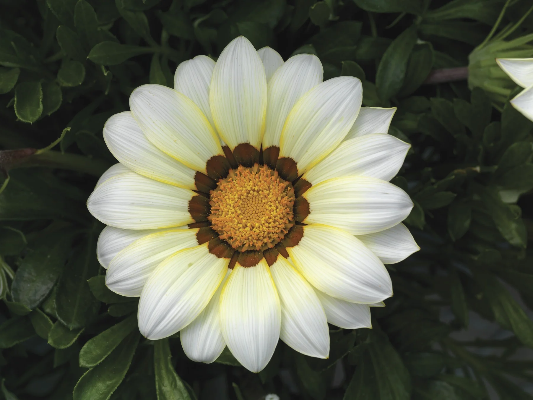 Gazania Daybreak Series White Flower Seeds, Planting - Image 3