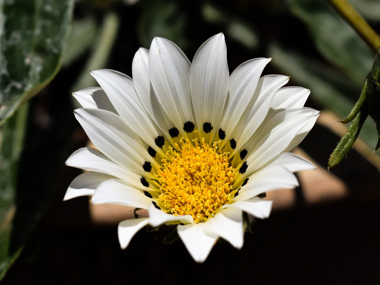 Gazania Daybreak Series White Flower Seeds, Planting - Image 4